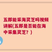 五郎能采海灵芝吗视频讲解(五郎是否能在海中采集灵芝？)