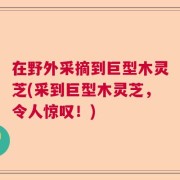 在野外采摘到巨型木灵芝(采到巨型木灵芝，令人惊叹！)