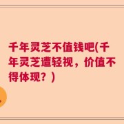 千年灵芝不值钱吧(千年灵芝遭轻视，价值不得体现？)