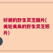 好靓的野生灵芝图片(美轮美奂的野生灵芝照片)