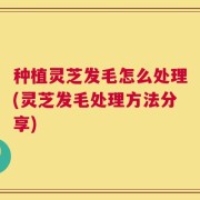 种植灵芝发毛怎么处理(灵芝发毛处理方法分享)