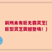 前所未有巨无霸灵芝(巨型灵芝震撼登场！)