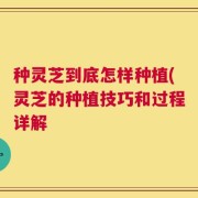 种灵芝到底怎样种植(灵芝的种植技巧和过程详解