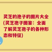 灵芝的孢子的图片大全(灵芝孢子图鉴：全面了解灵芝孢子的各种形态和特征)