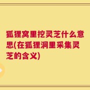 狐狸窝里挖灵芝什么意思(在狐狸洞里采集灵芝的含义)