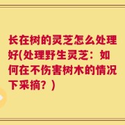 长在树的灵芝怎么处理好(处理野生灵芝：如何在不伤害树木的情况下采摘？)