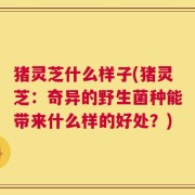 猪灵芝什么样子(猪灵芝：奇异的野生菌种能带来什么样的好处？)