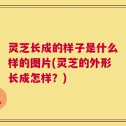 灵芝长成的样子是什么样的图片(灵芝的外形长成怎样？)