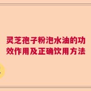 灵芝孢子粉泡水油的功效作用及正确饮用方法