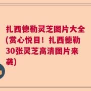 扎西德勒灵芝图片大全(赏心悦目！扎西德勒30张灵芝高清图片来袭)