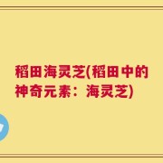 稻田海灵芝(稻田中的神奇元素：海灵芝)