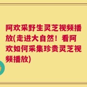 阿欢采野生灵芝视频播放(走进大自然！看阿欢如何采集珍贵灵芝视频播放)