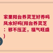 家里阳台养灵芝好养吗风水好吗(阳台养灵芝：邪不压正，福气旺盛)