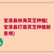 宝清县林海灵芝种植(宝清县打造灵芝种植新景观)