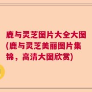 鹿与灵芝图片大全大图(鹿与灵芝美丽图片集锦，高清大图欣赏)