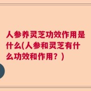 人参养灵芝功效作用是什么(人参和灵芝有什么功效和作用？)