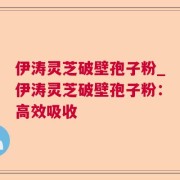 伊涛灵芝破壁孢子粉_伊涛灵芝破壁孢子粉：高效吸收