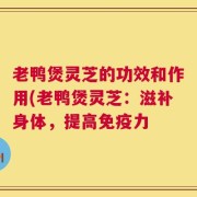 老鸭煲灵芝的功效和作用(老鸭煲灵芝：滋补身体，提高免疫力