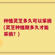 种植灵芝多久可以采摘(灵芝种植期多久才能采摘？)