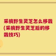 采摘野生灵芝怎么移栽(采摘野生灵芝后的移栽技巧)