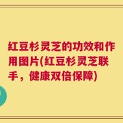 红豆杉灵芝的功效和作用图片(红豆杉灵芝联手，健康双倍保障)