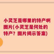 小灵芝是哪里的特产啊图片(小灵芝是何处的特产？图片揭示答案)
