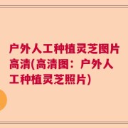 户外人工种植灵芝图片高清(高清图：户外人工种植灵芝照片)