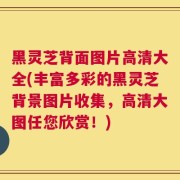 黑灵芝背面图片高清大全(丰富多彩的黑灵芝背景图片收集，高清大图任您欣赏！)