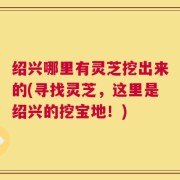 绍兴哪里有灵芝挖出来的(寻找灵芝，这里是绍兴的挖宝地！)