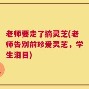 老师要走了摘灵芝(老师告别前珍爱灵芝，学生泪目)