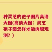 种灵芝的孢子图片高清大图(高清大图：灵芝孢子图怎样才能肉眼观测？)