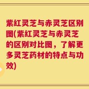 紫红灵芝与赤灵芝区别图(紫红灵芝与赤灵芝的区别对比图，了解更多灵芝药材的特点与功效)