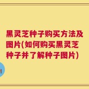 黑灵芝种子购买方法及图片(如何购买黑灵芝种子并了解种子图片)