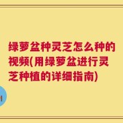 绿萝盆种灵芝怎么种的视频(用绿萝盆进行灵芝种植的详细指南)