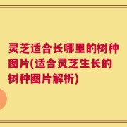 灵芝适合长哪里的树种图片(适合灵芝生长的树种图片解析)