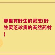 那里有野生的灵芝(野生灵芝珍贵的天然药材)