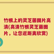 竹根上的灵芝菌图片高清(高清竹根灵芝菌图片，让您近距离欣赏)