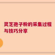 灵芝孢子粉的采集过程与技巧分享