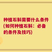 种植石斛需要什么条件(如何种植石斛：必备的条件及技巧)