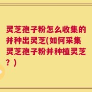 灵芝孢子粉怎么收集的并种出灵芝(如何采集灵芝孢子粉并种植灵芝？)