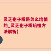 灵芝孢子粉是怎么培植的_灵芝孢子粉培植方法解析)