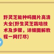 野灵芝能种吗图片高清大全(野生灵芝栽培技术及步骤，详细图解教程一网打尽)