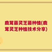 鹿茸菌灵芝菌种植(鹿茸灵芝种植技术分享)