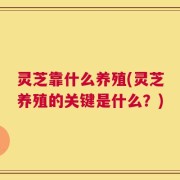 灵芝靠什么养殖(灵芝养殖的关键是什么？)