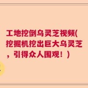 工地挖倒乌灵芝视频(挖掘机挖出巨大乌灵芝，引得众人围观！)