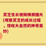 灵芝生长视频横屏图片(观察灵芝的成长过程，惊叹大自然的神奇奥妙)