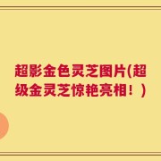 超影金色灵芝图片(超级金灵芝惊艳亮相！)