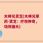大师兄灵芝(大师兄草药-灵芝：疗效神奇，功效强大)