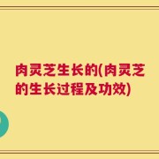 肉灵芝生长的(肉灵芝的生长过程及功效)