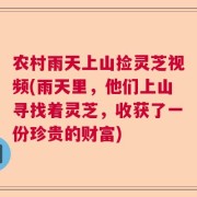 农村雨天上山捡灵芝视频(雨天里，他们上山寻找着灵芝，收获了一份珍贵的财富)